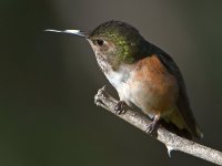 Hummer4.jpg