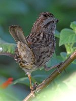 Sparrow13.jpg