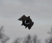 Rocket goose.jpg
