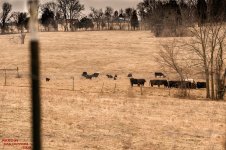 farm land-0395.jpg