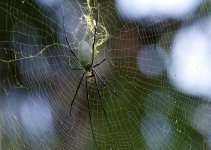 DSC_4420.jpg