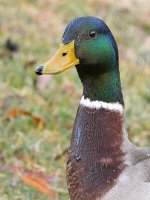Mallard.jpg