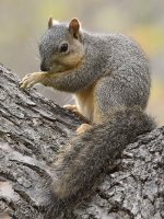 Squirrel.jpg