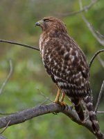 Hawk5.jpg