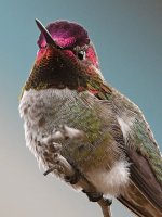 Hummer10.jpg