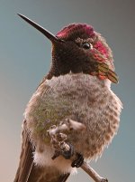 Hummer14.jpg