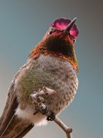 Hummer13.jpg