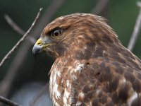 Hawk17.jpg