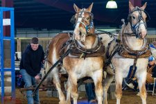 Mid Winter Horse Pull-2816.jpg