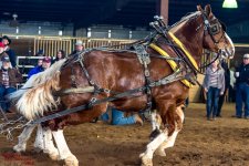Mid Winter Horse Pull-3133.jpg