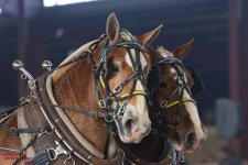 Mid Winter Horse Pull-3180.jpg