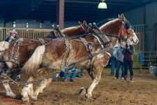 Mid Winter Horse Pull-3225.jpg