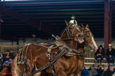 Mid Winter Horse Pull-3241.jpg