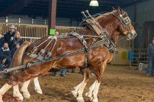 Mid Winter Horse Pull-3263.jpg