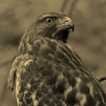 HawkSepia.jpg