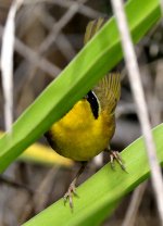 ROY_4466_01.JPG