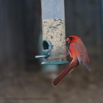 CARDINAL N500_3156.jpg