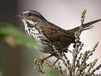 Sparrow2.jpg