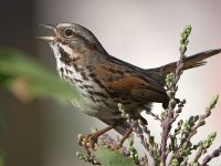Sparrow3.jpg
