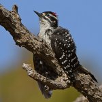 Woodpecker4.jpg