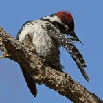 Woodpecker10.jpg