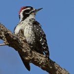Woodpecker11.jpg