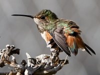 Hummer11.jpg