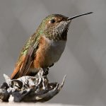 Hummer14.jpg