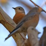 Bluebird.jpg
