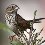 Sparrow4.jpg