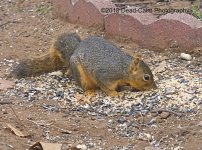 squirrel N500_3144.jpg
