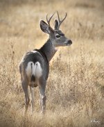 Mulie 4 point 2 1000.jpg