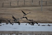Geese _180107_163623.jpg