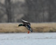 Mallard Drake 1.jpg