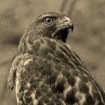 HawkSepia3.jpg