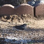 Dark Eyed Junco N500_3315.jpg