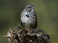 Sparrow.jpg