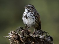 Sparrow2.jpg