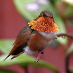 Hummer7.jpg