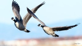 GooseFlight-308.jpg