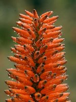 Aloe.jpg
