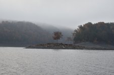 Fog island Tree.jpg