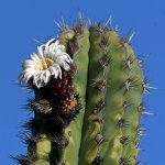 Cactus.jpg