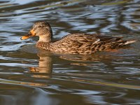 Mallard.jpg