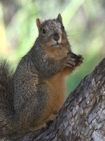 Squirrel.jpg
