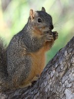 Squirrel2.jpg