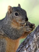 Squirrel3.jpg