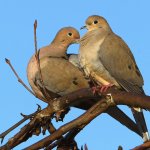 Dove2.jpg