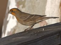 Finch2.jpg