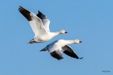 SnowGeese-300.jpg